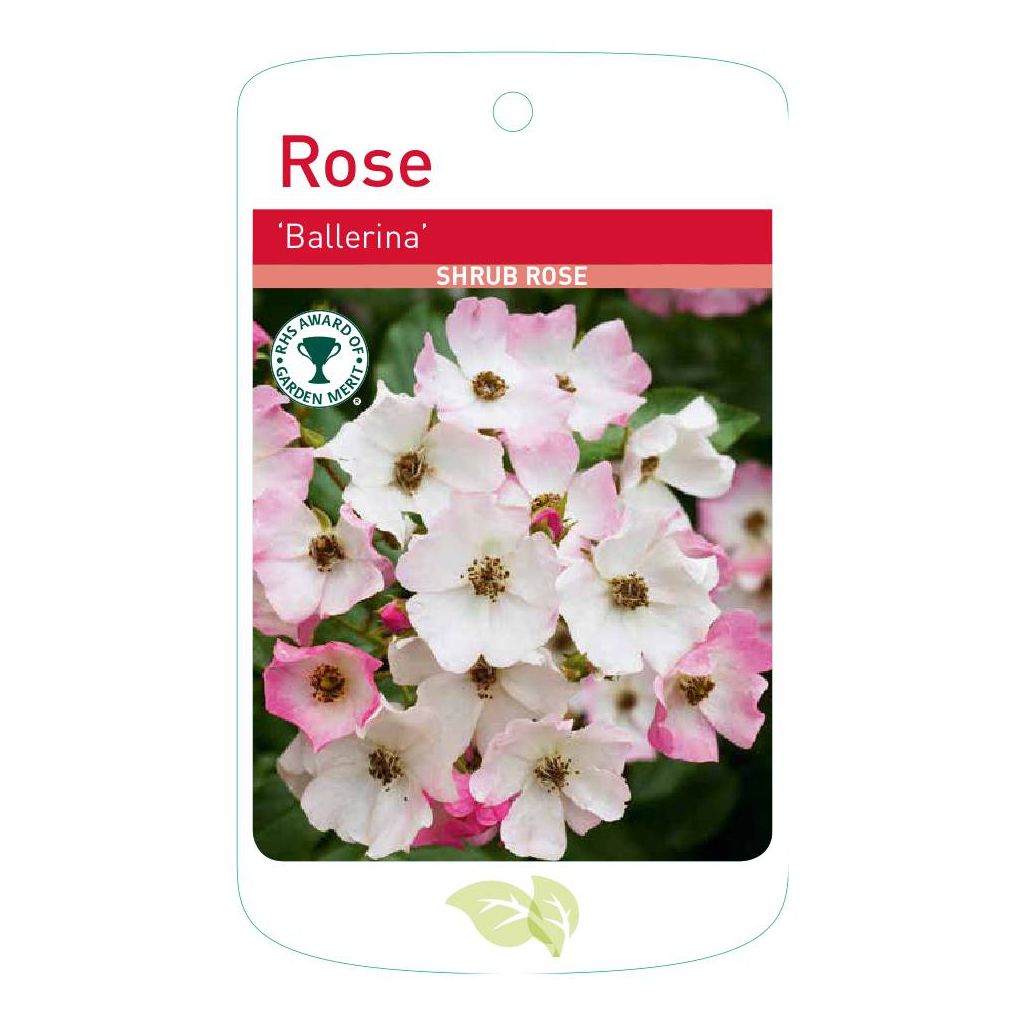 Ballerina Standard Rose Tree Root Wrapped - Image 2