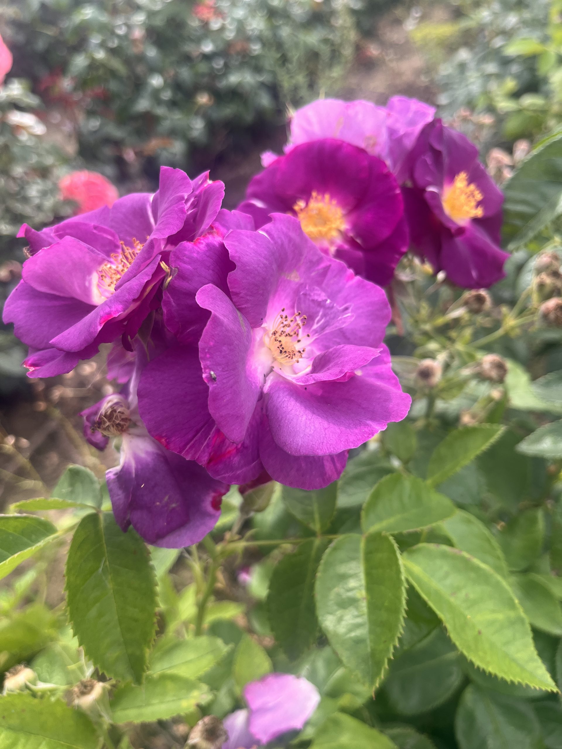 Rhapsody in Blue - Shrub Rose Root Wrapped - Image 4