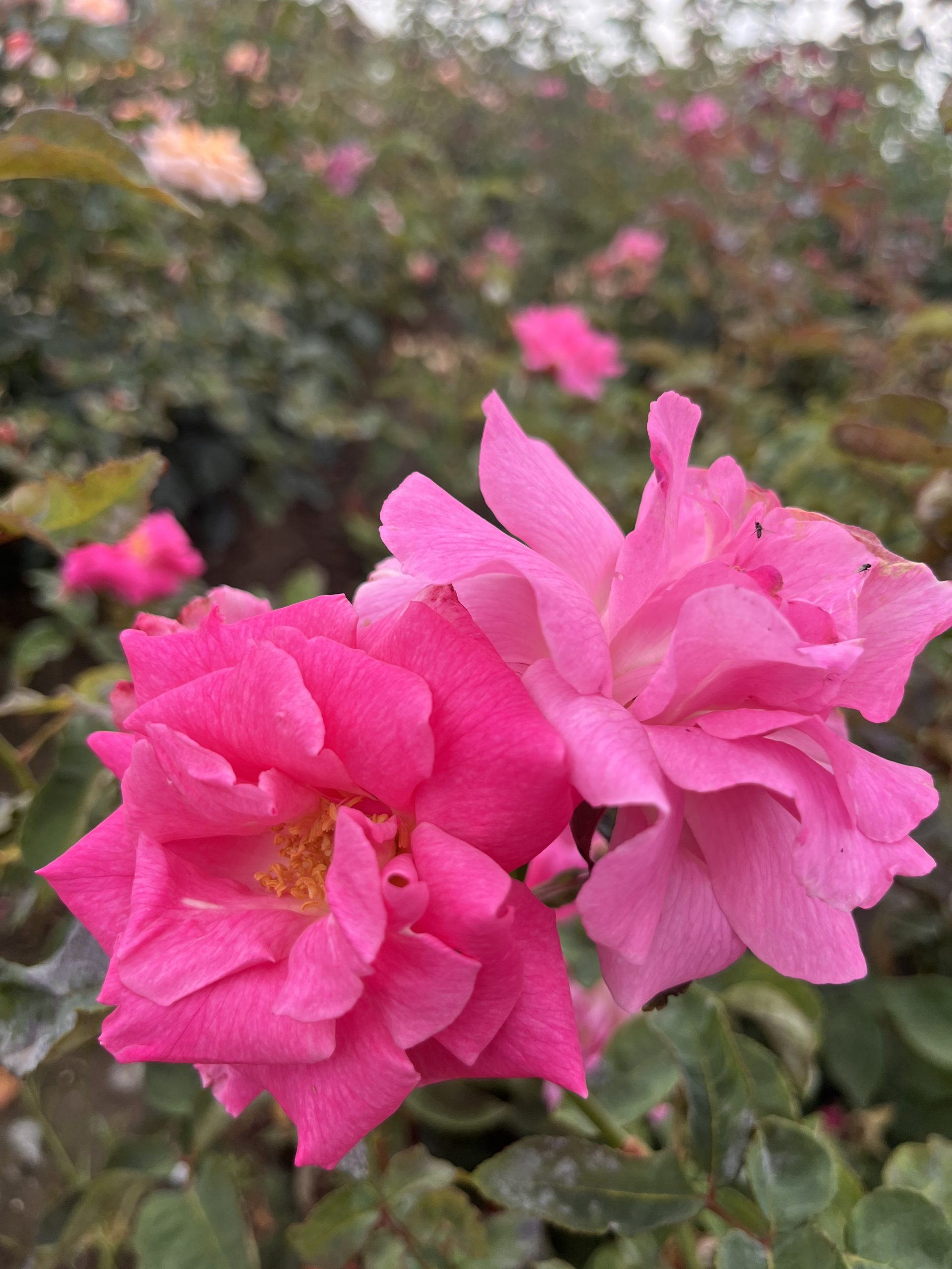 Zephirine Drouhin Climbing Rose Root Wrapped - Image 5