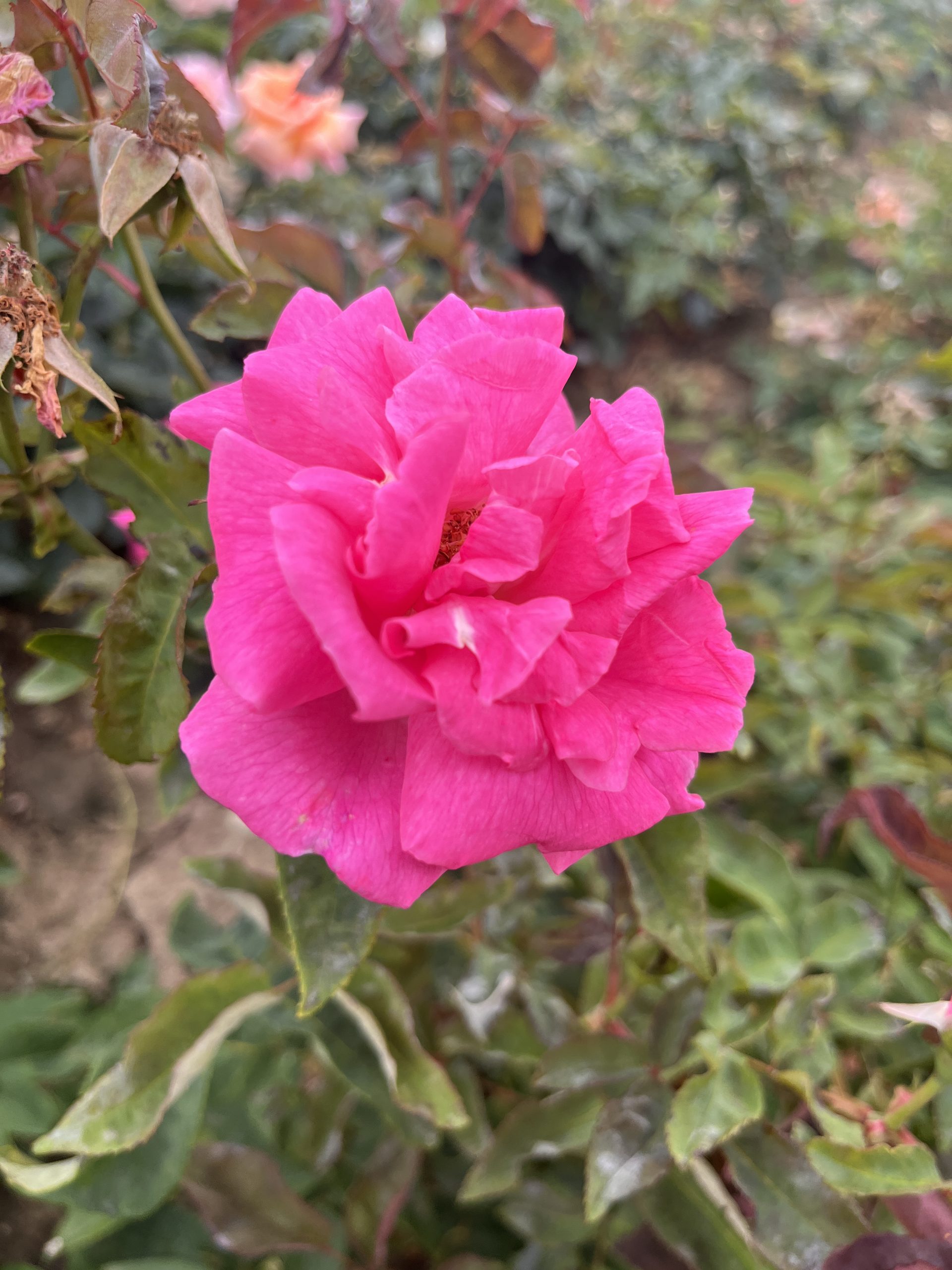 Zephirine Drouhin Climbing Rose Root Wrapped - Image 4