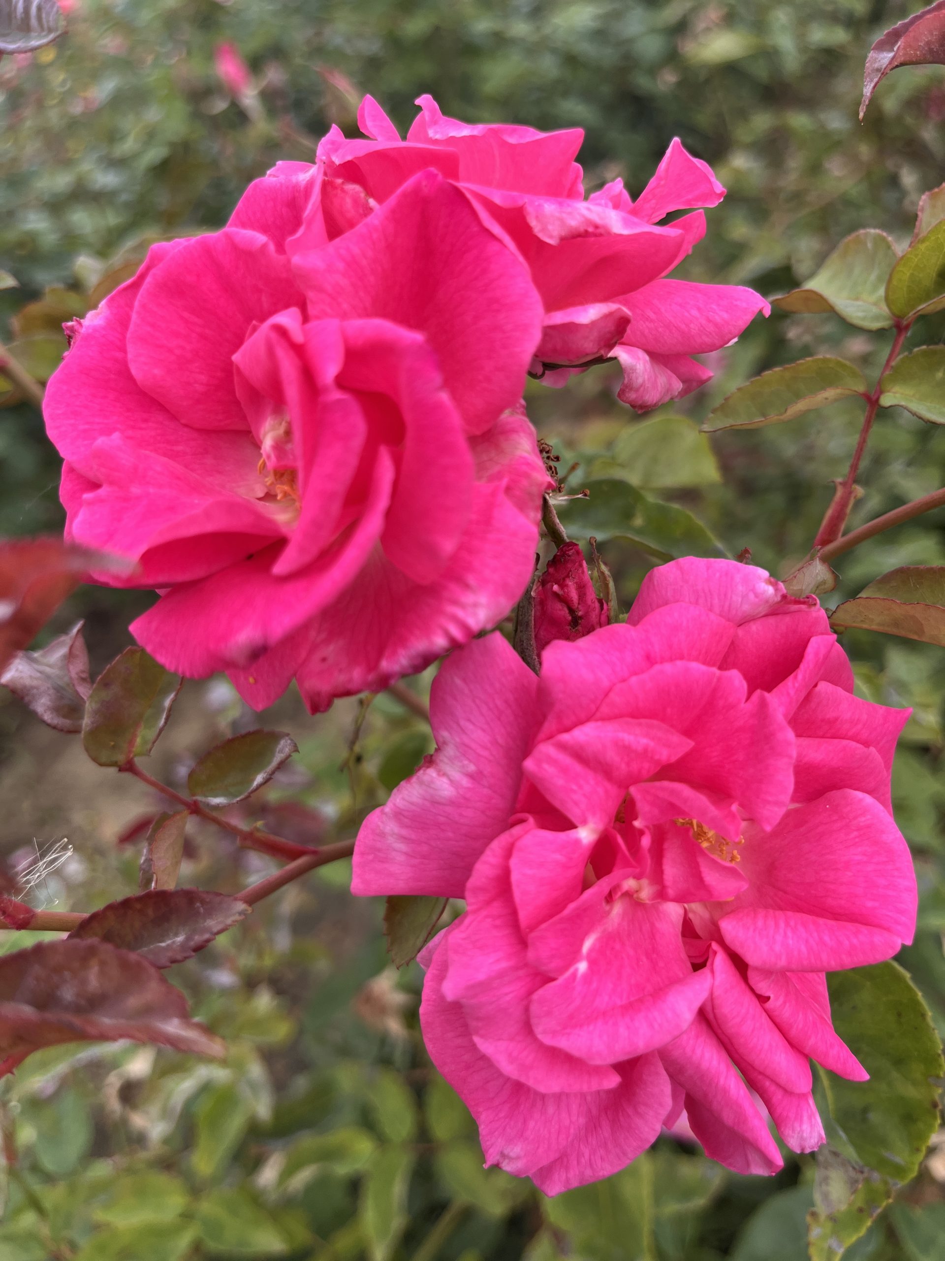 Zephirine Drouhin Climbing Rose Root Wrapped - Image 3