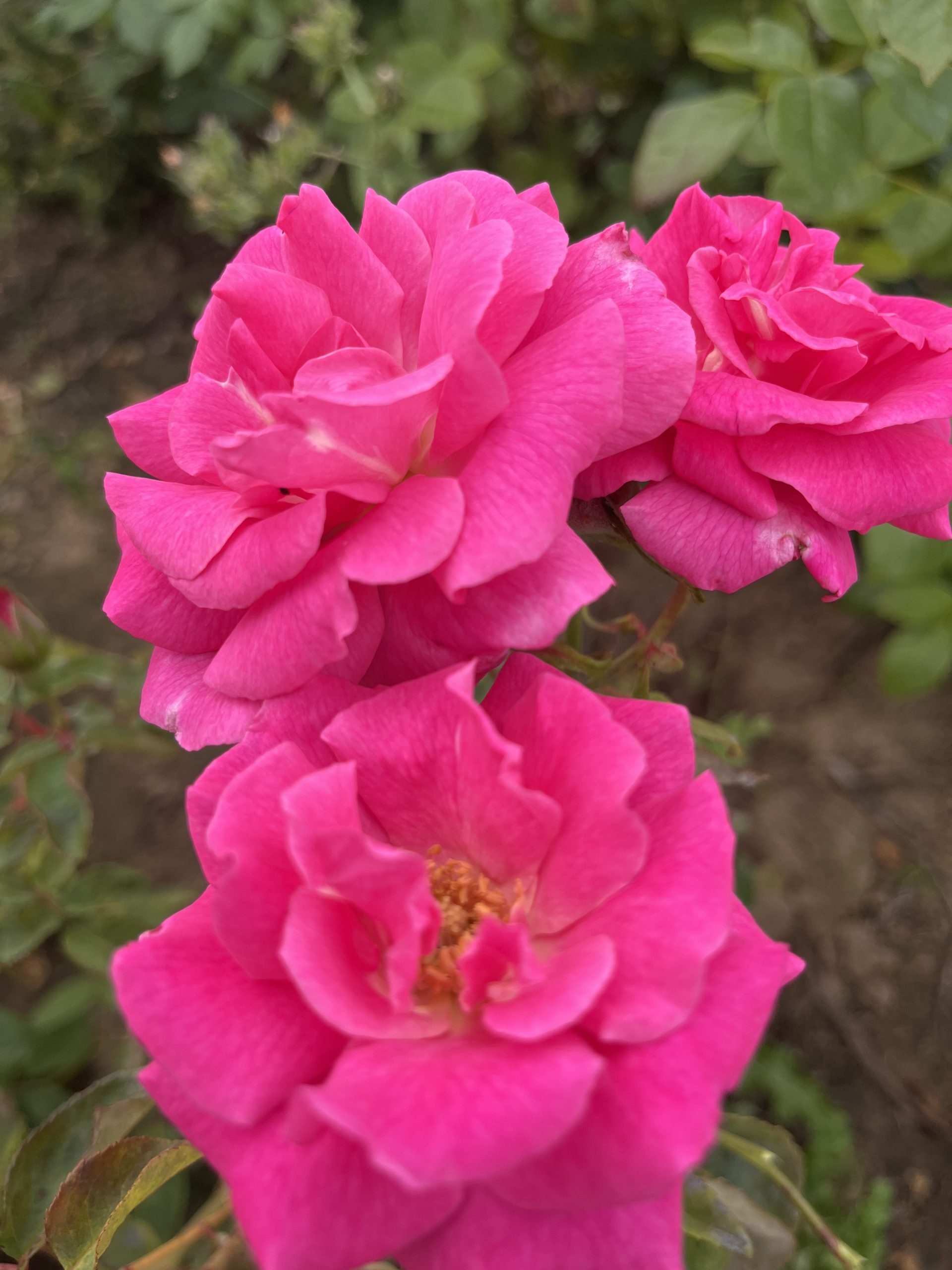 Zephirine Drouhin Climbing Rose Root Wrapped - Image 2