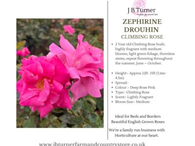 Zephirine Drouhin Climbing Rose Root Wrapped