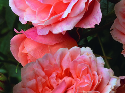 Sweet Dream Patio Rose FL (Root Wrapped)