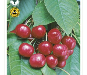 Stella Cherry Tree Root Wrapped