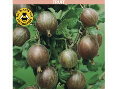 Gooseberry Bush 3 Litre Pot