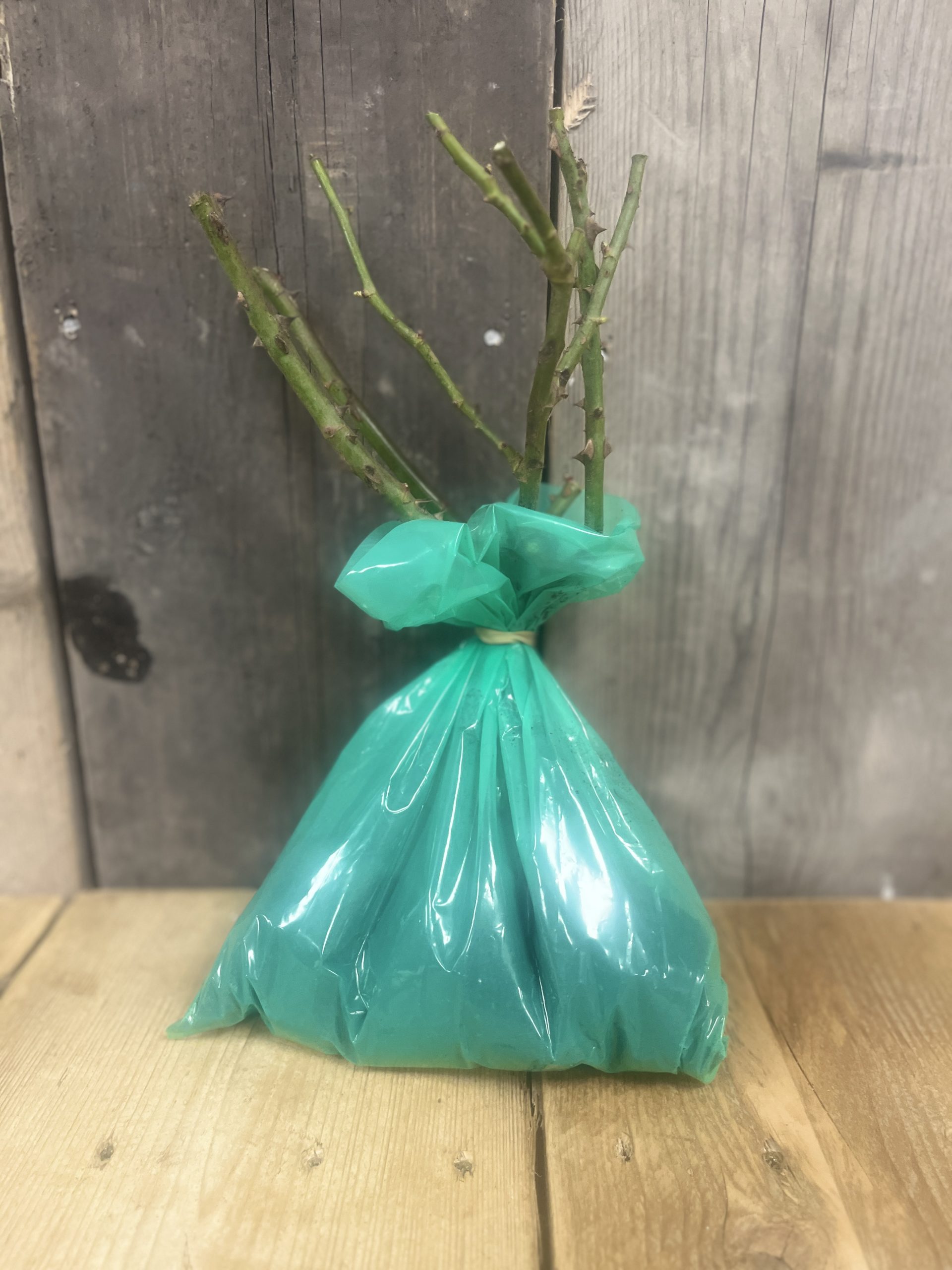 Dublin Bay Climbing Rose Root Wrapped - Image 2