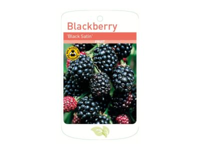Blackberry Black Satin Root Wrapped