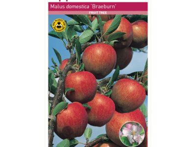 Braeburn Apple Tree Root Wrapped