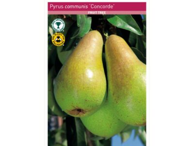 Concorde Pear Tree Root Wrapped