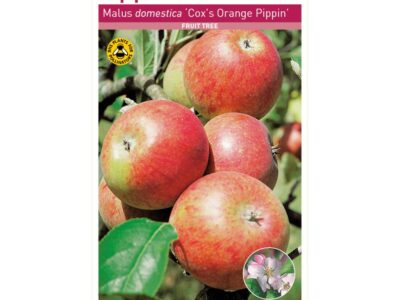 Cox’s Apple Tree Root Wrapped