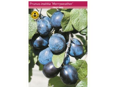 Damson Merryweather Tree Root Wrapped