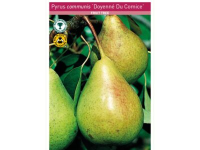 Doyenne Du Comice Pear Tree Root Wrapped