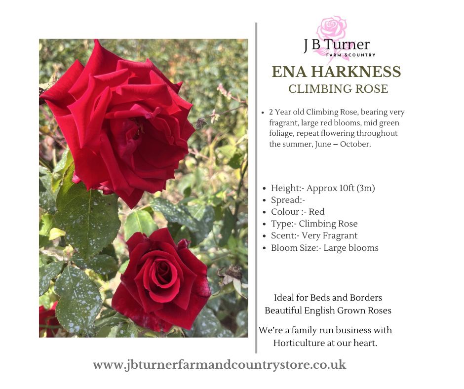 Ena Harkness Climbing Rose Root Wrapped