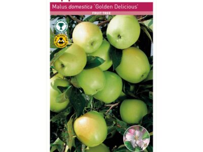 Golden Delicious Apple Tree Root Wrapped