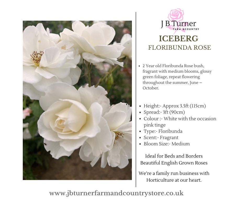 Iceberg Bush Rose FL Root Wrapped