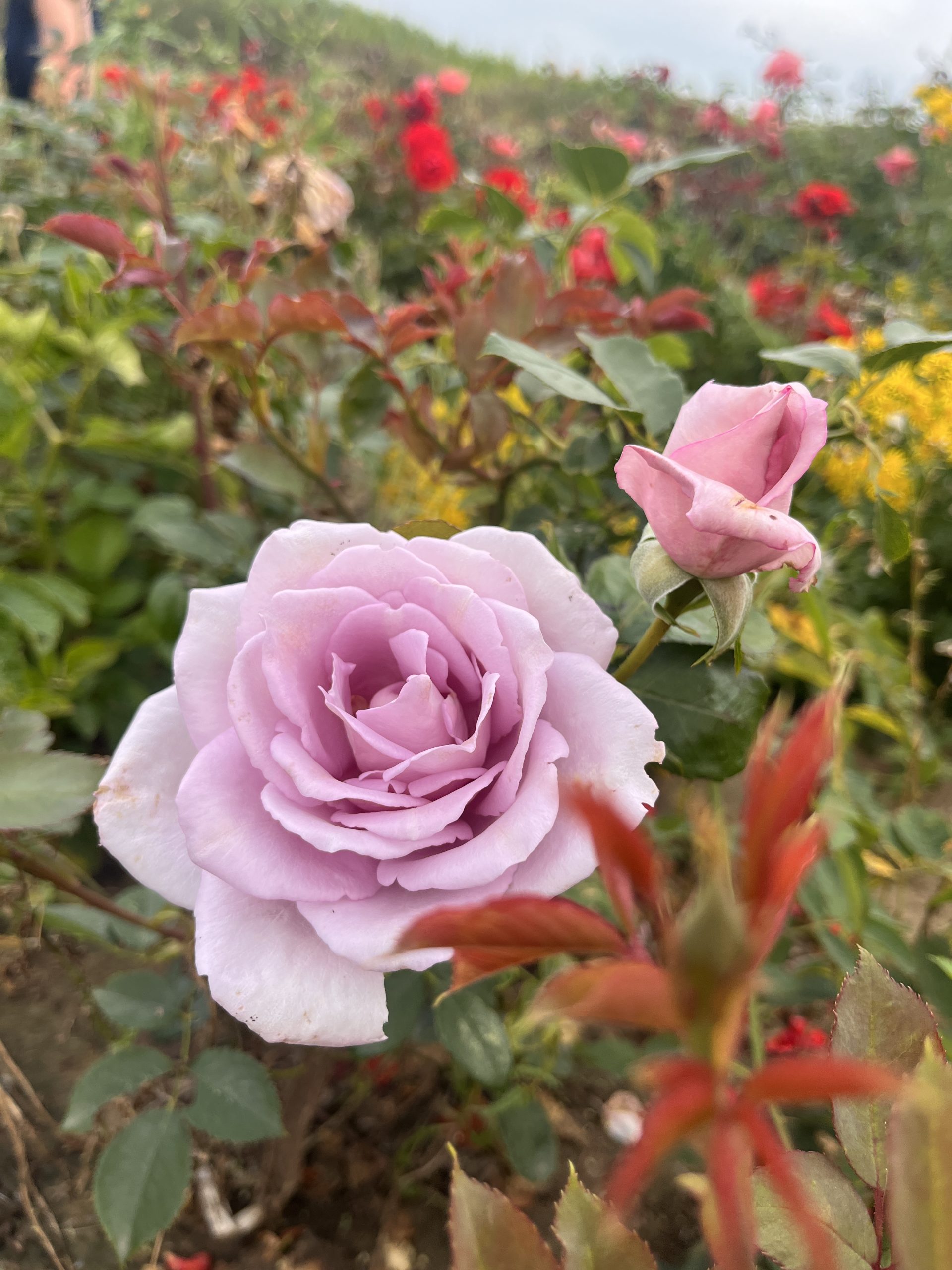 Blue Rim Rd Rose Blue Moon Bush Rose HT Root Wrapped – J B Turner LTD