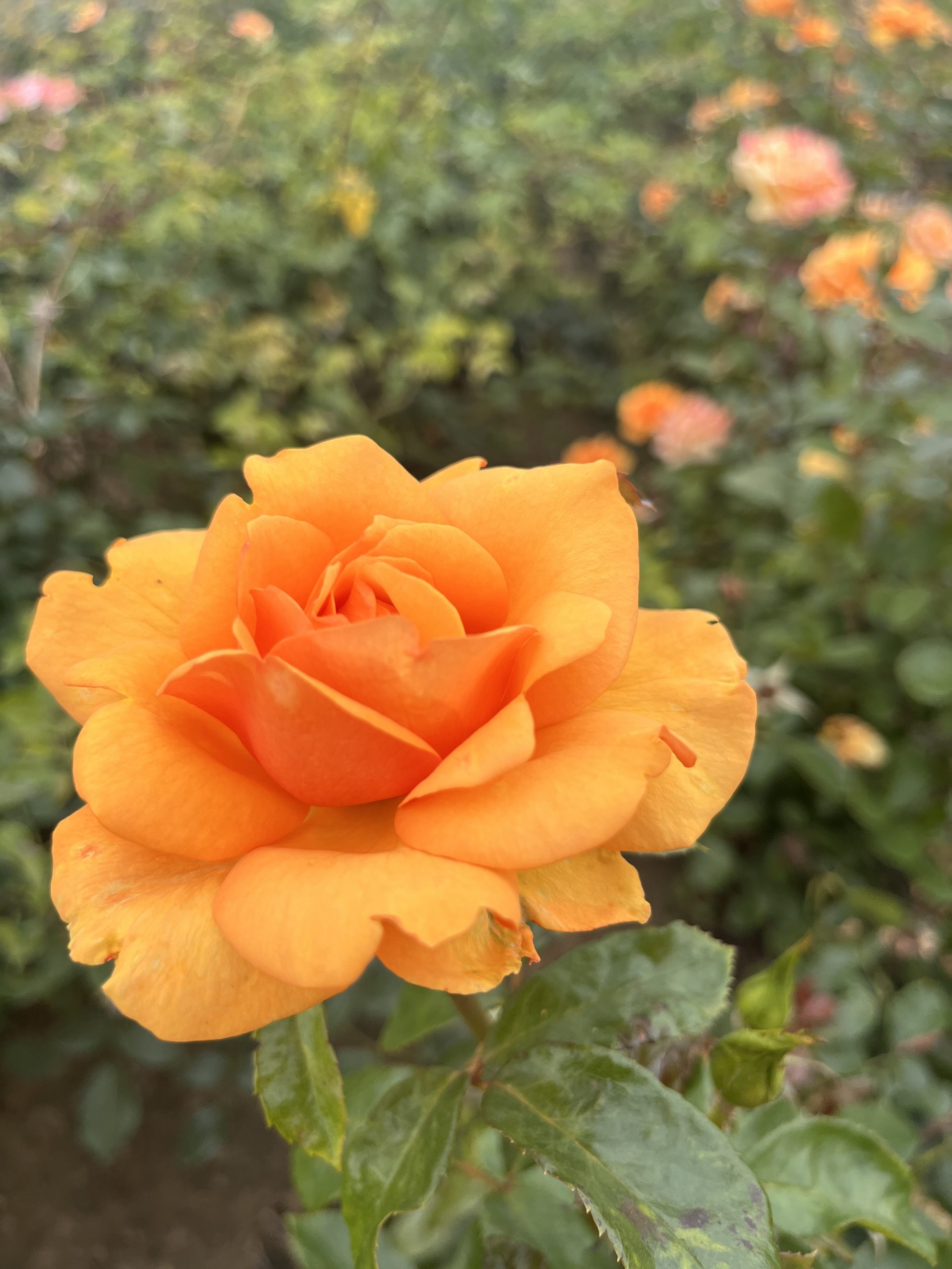 Simply The Best Bush Rose HT Root Wrapped - Image 5
