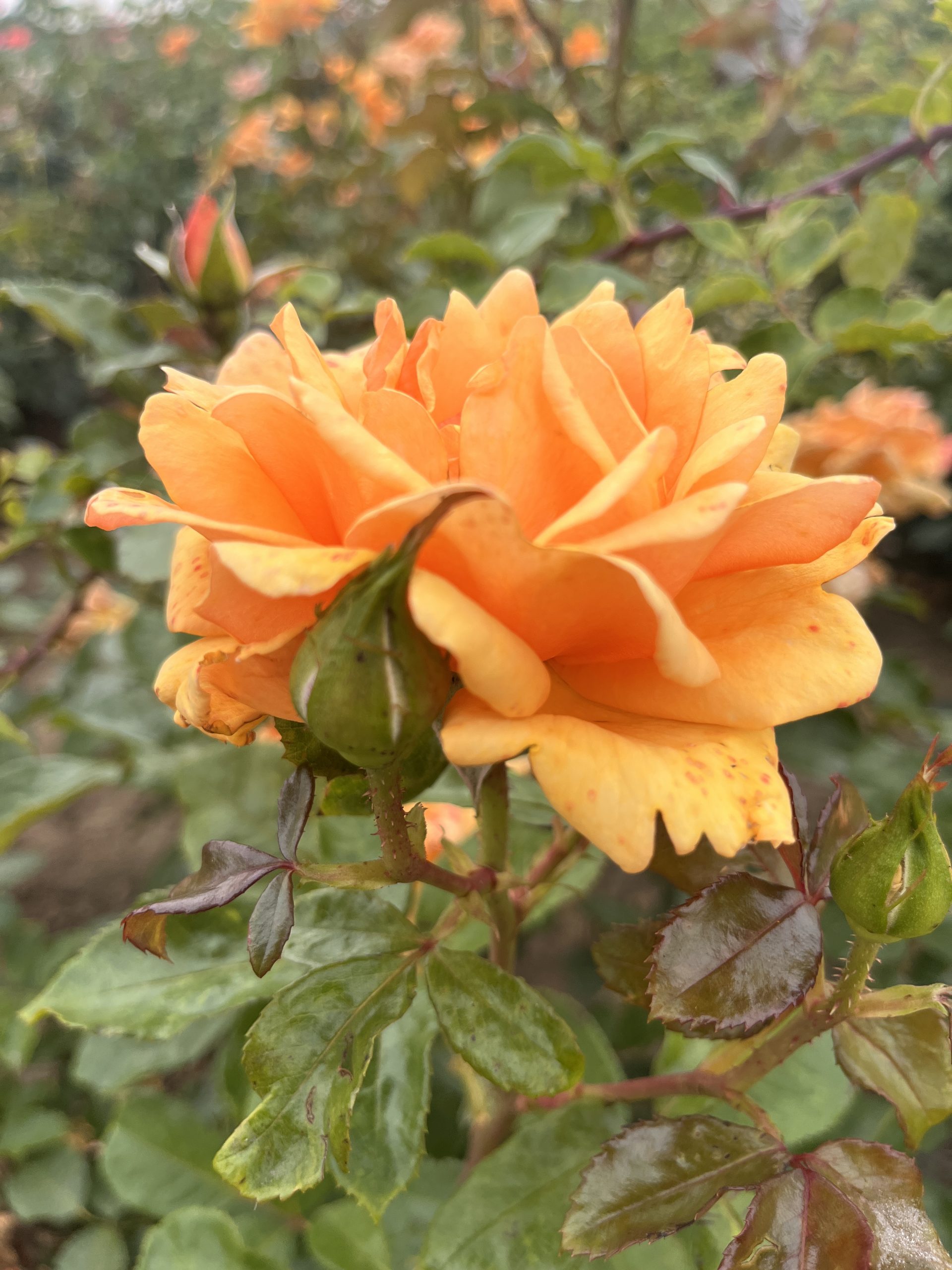 Simply The Best Bush Rose HT Root Wrapped - Image 6