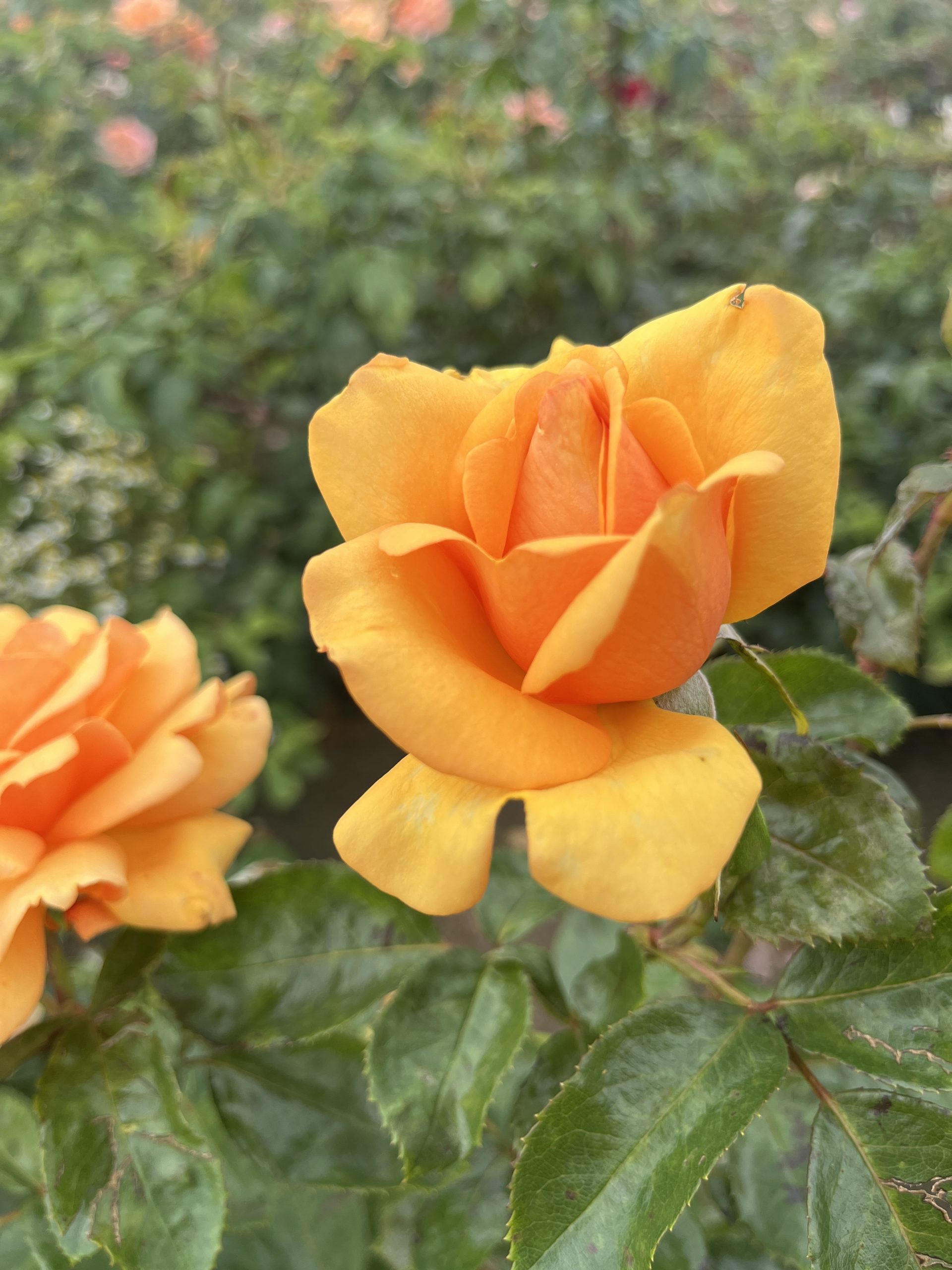 Simply The Best Bush Rose HT Root Wrapped - Image 4