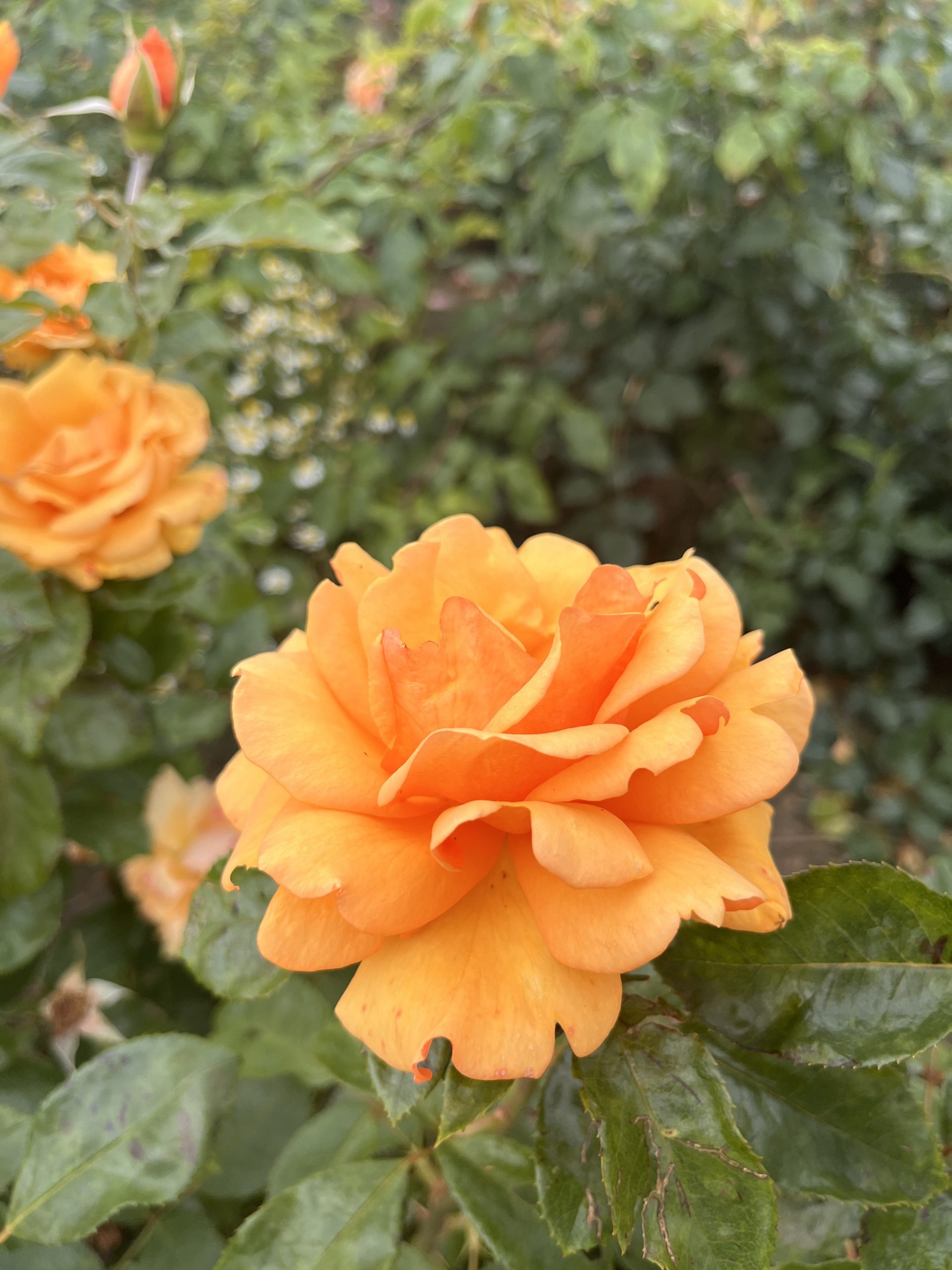 Simply The Best Bush Rose HT Root Wrapped - Image 3