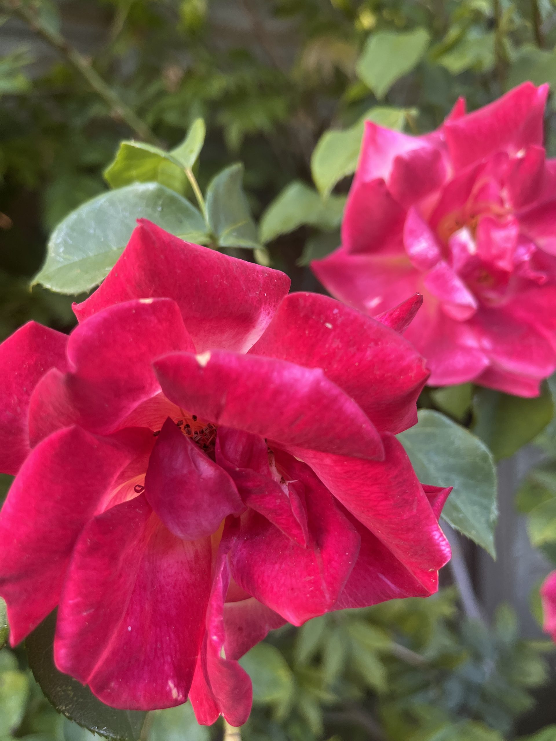 Masquerade Climbing Rose Root Wrapped - Image 4