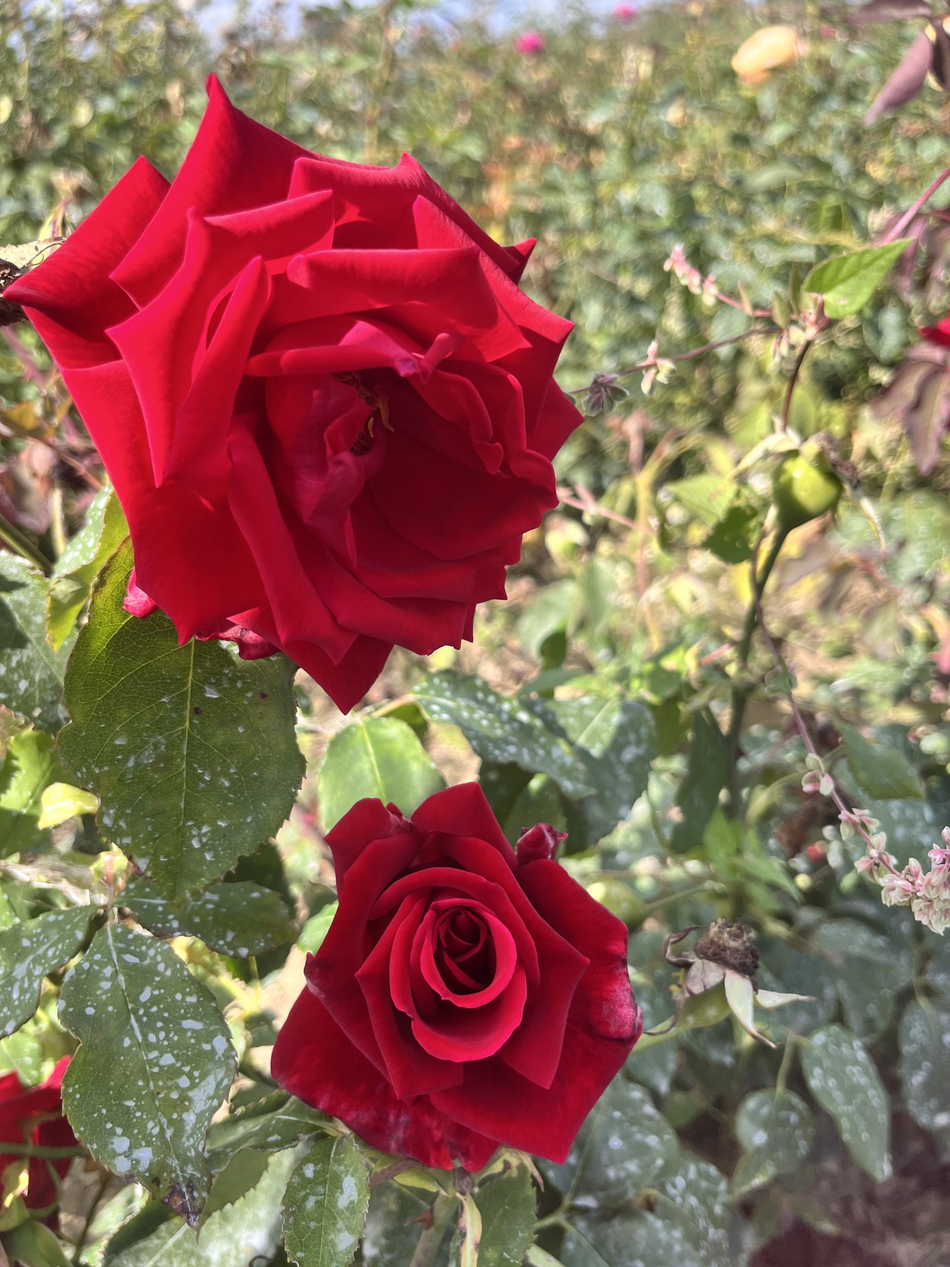 Ena Harkness Climbing Rose Root Wrapped - Image 3