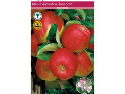 Jonagold Apple Tree Root Wrapped