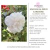 Madam Alfred Carriere Climbing Rose Root Wrapped
