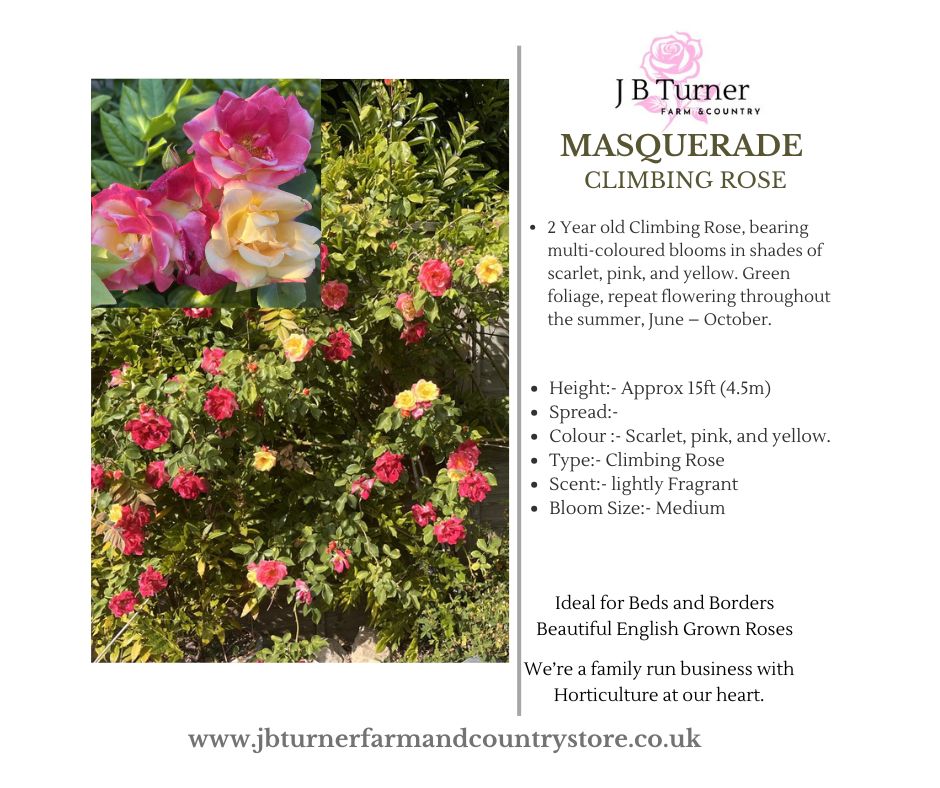 Masquerade Climbing Rose Root Wrapped