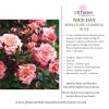 Nice Day Miniature Climbing Rose Root Wrapped