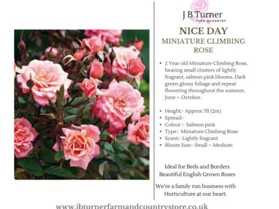 Nice Day Miniature Climbing Rose Root Wrapped