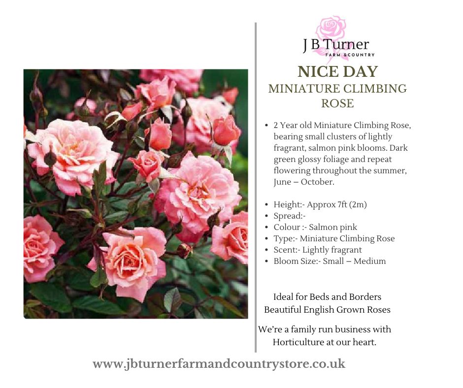 Nice Day Miniature Climbing Rose Root Wrapped