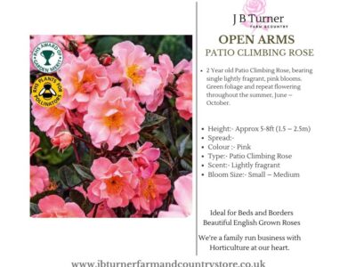 Open Arms Patio Climbing Rose Root Wrapped