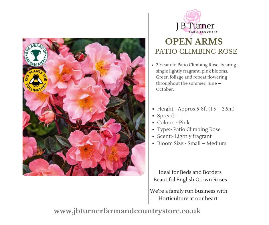 Open Arms Patio Climbing Rose Root Wrapped