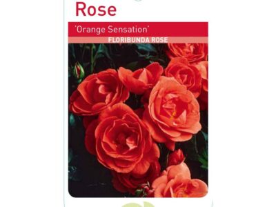 Orange Sensation Bush Rose FL Root Wrapped