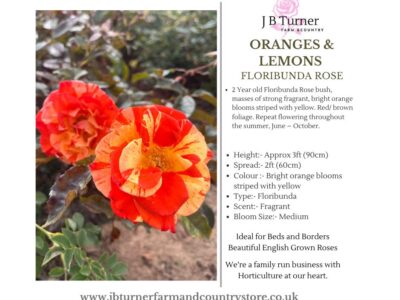 Oranges & Lemons Bush Rose FL Root Wrapped