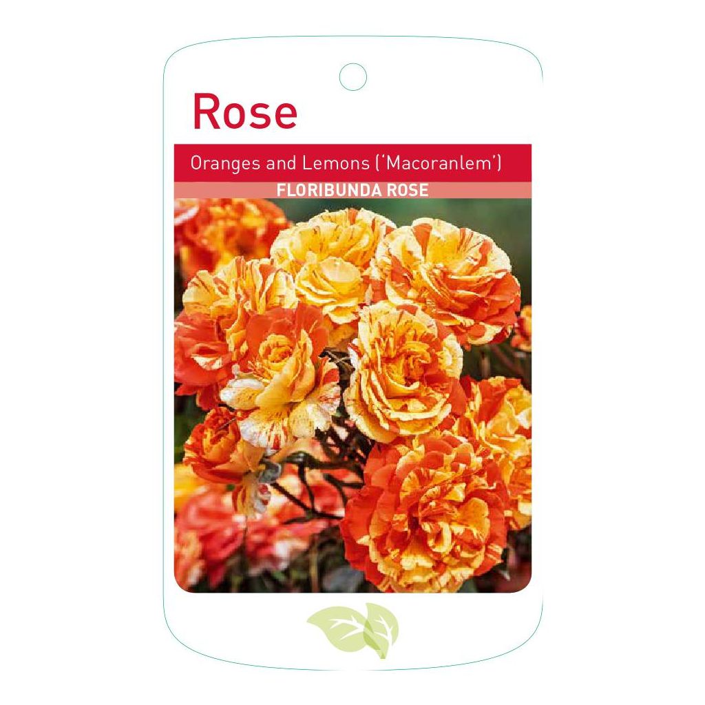 Oranges & Lemons Standard Rose Tree Root Wrapped - Image 3