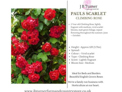 Pauls Scarlet Climbing Rose Root Wrapped