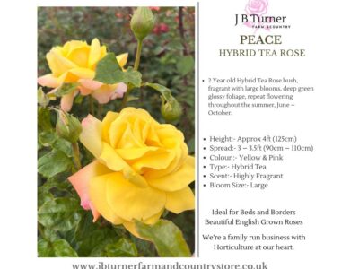 Peace Bush Rose HT Root Wrapped
