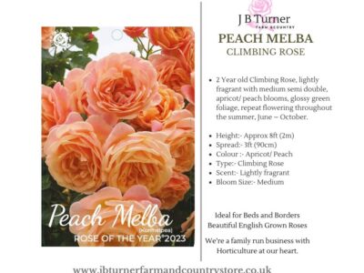 Peach Melba Climbing Rose Root Wrapped