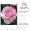 Queen Elizabeth Bush Rose FL (Root Wrapped)