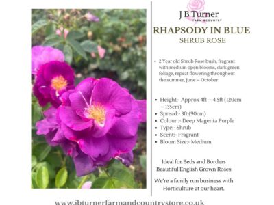 Rhapsody in Blue – Shrub Rose Root Wrapped