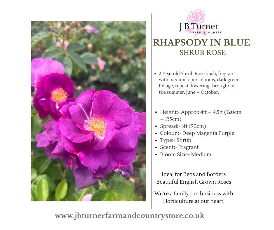 Rhapsody in Blue - Shrub Rose Root Wrapped