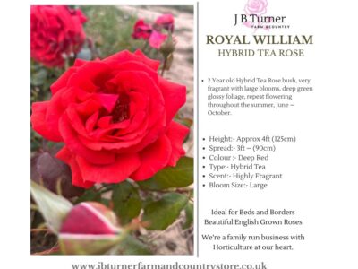 Royal WIlliam Bush Rose HT Root Wrapped