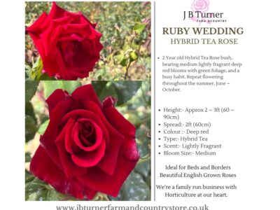 Ruby Wedding Bush Rose HT Root Wrapped