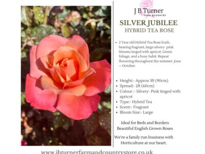 Silver Jubilee Bush Rose HT Root Wrapped