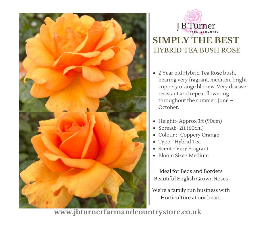 Simply The Best Bush Rose HT Root Wrapped