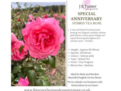 Special Anniversary Bush Rose HT Root Wrapped