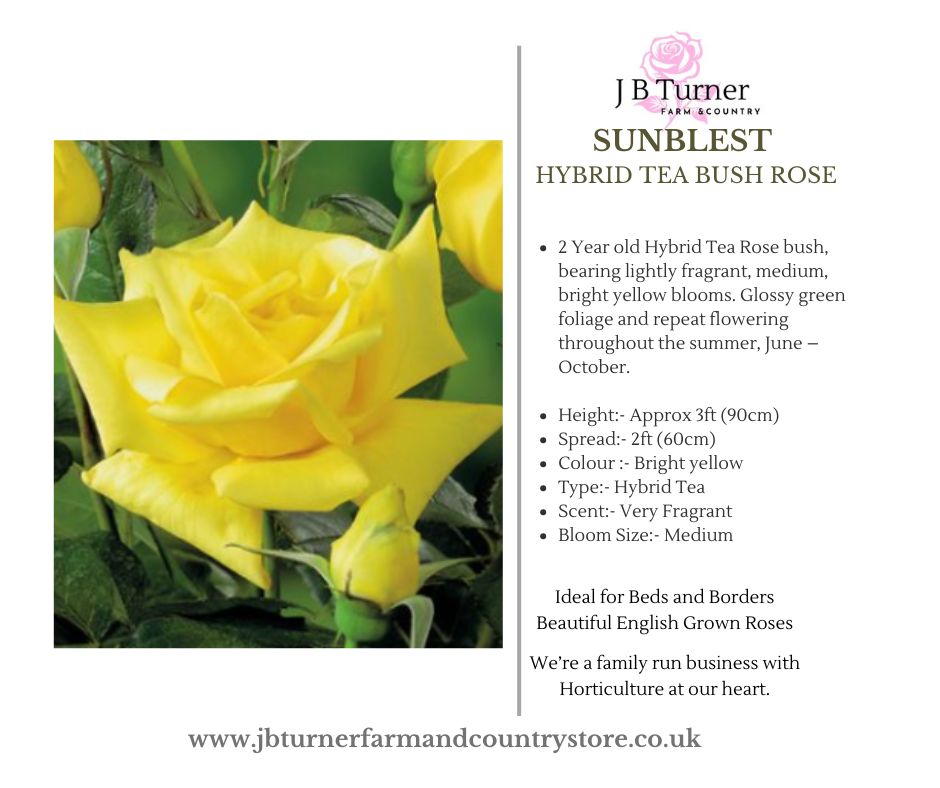 Sunblest Bush Rose HT Root Wrapped